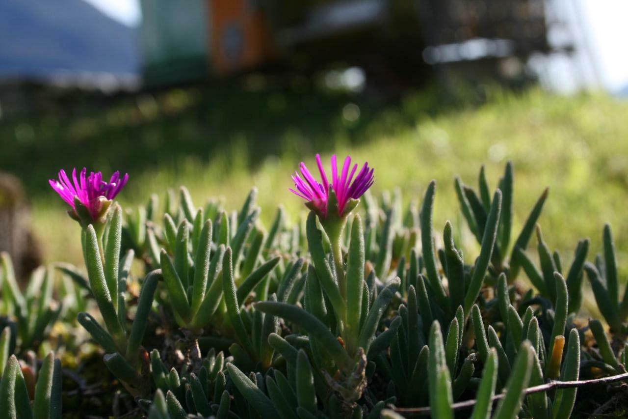 Agriturismo Badalone Domaso Εξωτερικό φωτογραφία